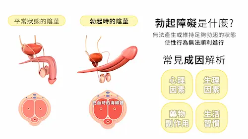 香港犀利士可以勃起多久